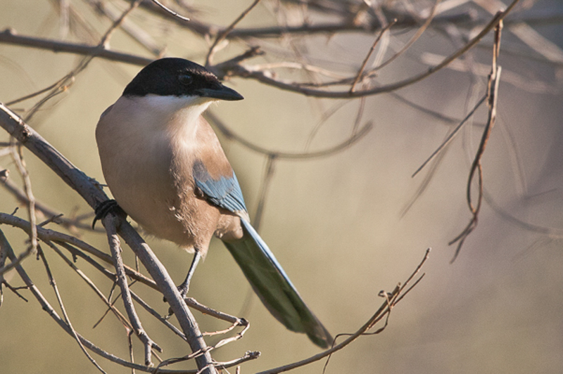 Blauwe ekster